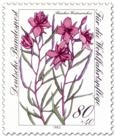 Stamp: Fleischers Weidenröschen