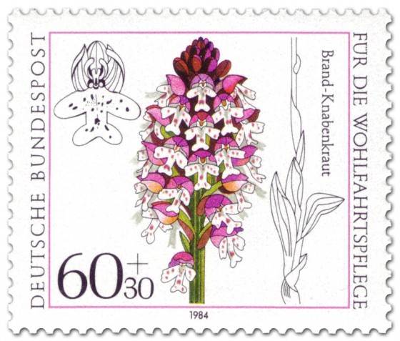 Stamp: Brand Knabenkraut (Orchidee)